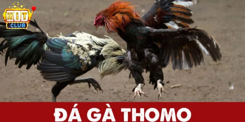 đá gà Thomo