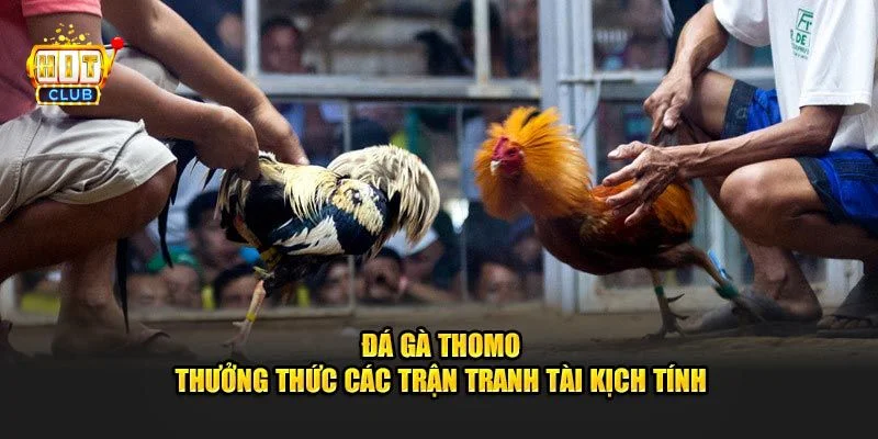 Đá gà Thomo là đấu trường gà đá khét tiếng bạn không thể bỏ lỡ.