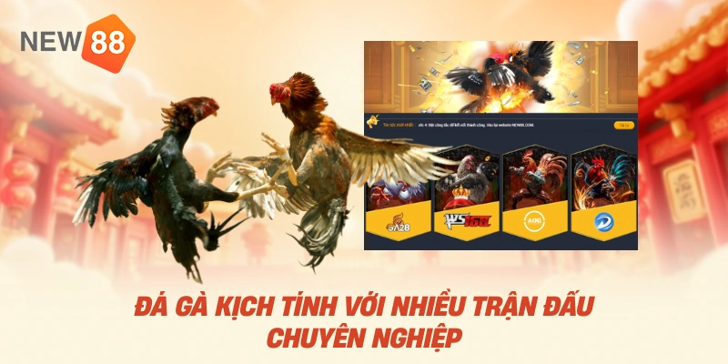 Đá gà kịch tính với nhiều trận đấu chuyên nghiệp